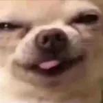 Chihuahua fofo