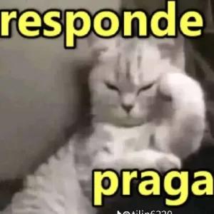 ylqsP0