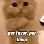 por favor, por favor
