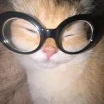 Adesivos animados favoritos