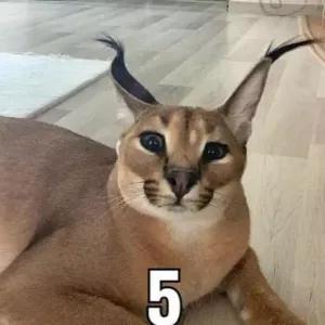 yW9nZ5