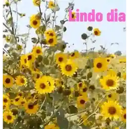 Feliz Segunda-feira!