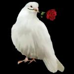 Bonne nuit et que les anges veillent sur toi !!