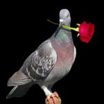 Merci ขอบคุณ