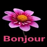 Bonjour