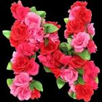 🌹Abecedario Rosas🌹by Yessy