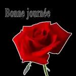 l love you🌹
