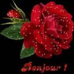 bonjour
