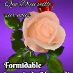 Panorama roses