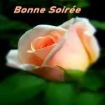 bonne nuit