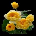 La promesse des roses