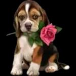 GUO Bonne Nuit A Demain