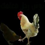 11.03autocollants recommandés