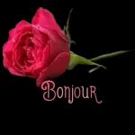 Bonjour