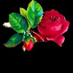 ماشاء الله تبارك الله