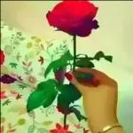 good night
