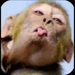 thiap