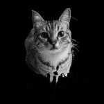 The cat is black and white.