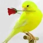 la nuit est plus douce😘🌙⭐️