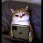 Bonne nuil Doux rêves