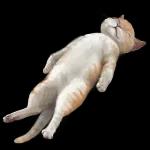 PODOV d Po fd34 BONNE NUIT..