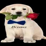 في أمان الله