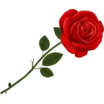 flowers for u, my love