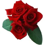flowers for u, my love