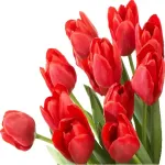flowers for u, my love