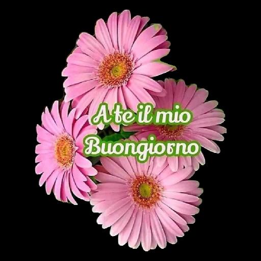 BUONGIORNOimg.F