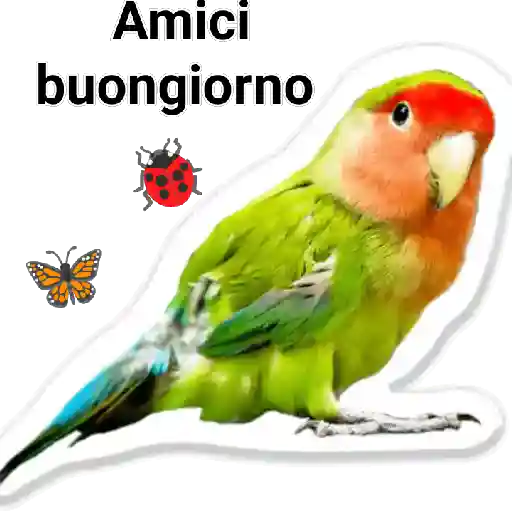 Buongiorno