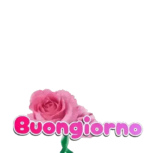 Buongiorno