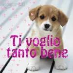 Damiano