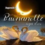 Buonanotte 29
