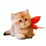 red kiss
