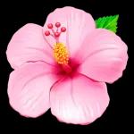 flowers, hope you like them!