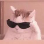 kucing