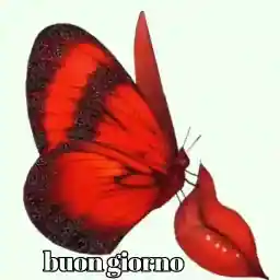 Farfalla ti dica il buongiorno