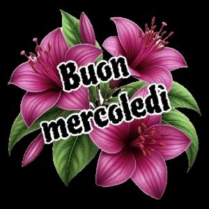 Buon mercoledì - getsticker.com