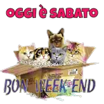oggi è sabato,Un grande felicità 