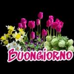 fiori stickers🌸🌸