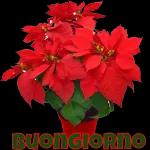 Buongiorno