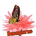 Vola Buongiorno