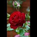  Buonanotte
Augurando.it
di vero Cuore..