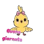 gioia 
