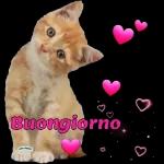 Buon Giorno
