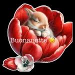 Buonanotte 😴