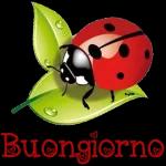 BuonGlorno