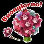 Buongiorno!
