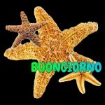 Buongiorno